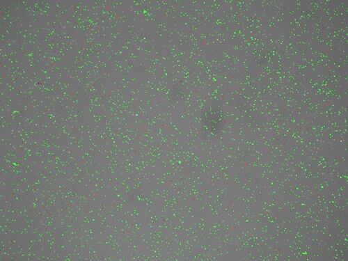 Disposable Cell Counting Slide